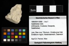 Foto (Objekt + Etiketten) von Galatheidae indet. 